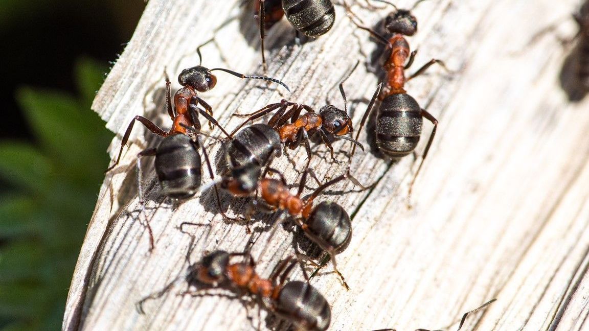 Keine Fallen, keine Insektizide: ein einfacher Profi-Trick, um fliegende Ameisen aus Ihrem Zuhause zu vertreiben