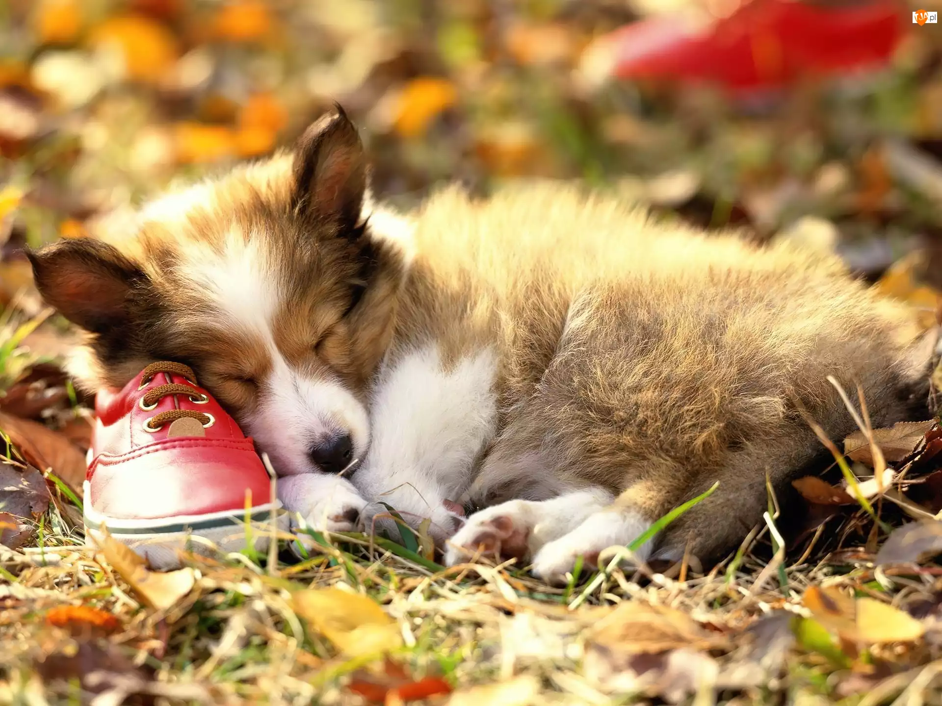 Warum schläft Ihr Hund auf Ihren Schuhen? Die Wahrheit könnte Sie überraschen