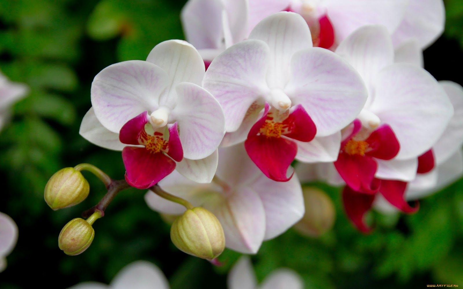 Wie kann man eine Orchidee retten? Gießen Sie diese Mischung in den Topf. Die Pflanze wird wiederbelebt und blüht mit neuen Blüten.