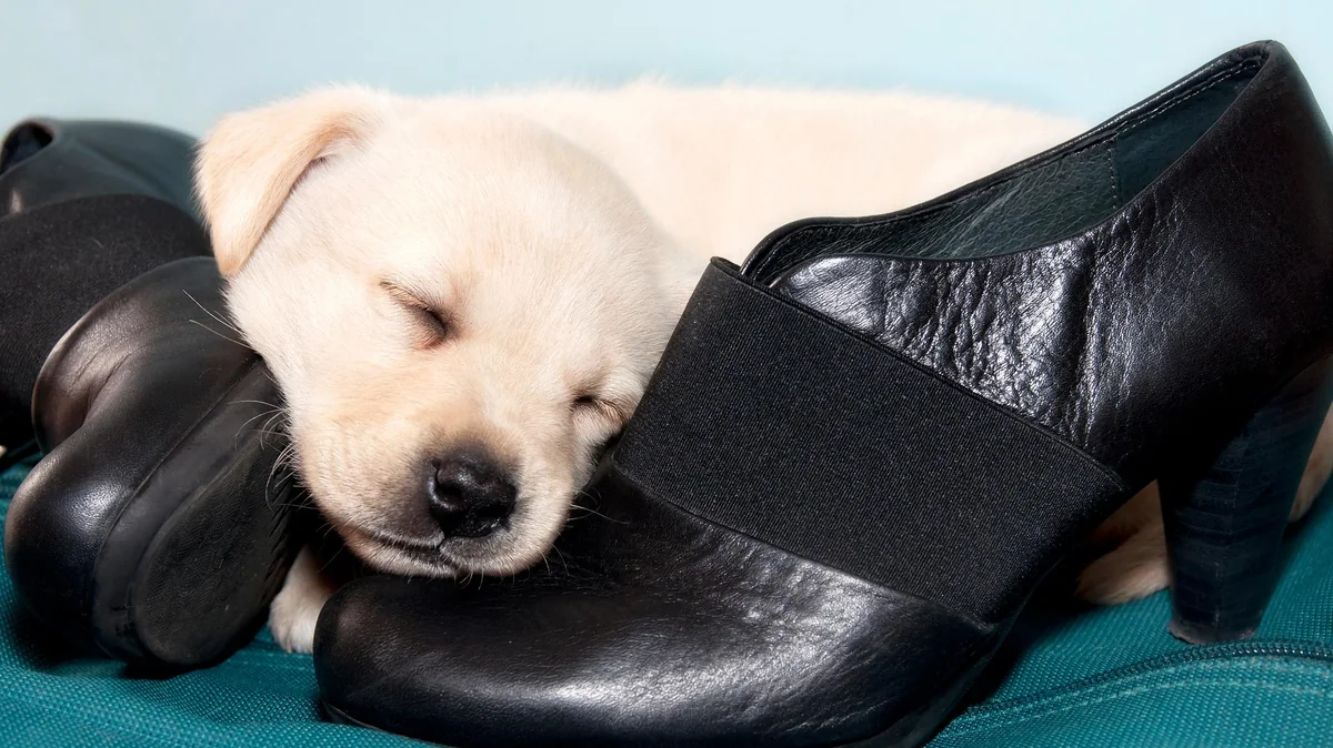 Warum schläft Ihr Hund auf Ihren Schuhen? Die Wahrheit könnte Sie überraschen