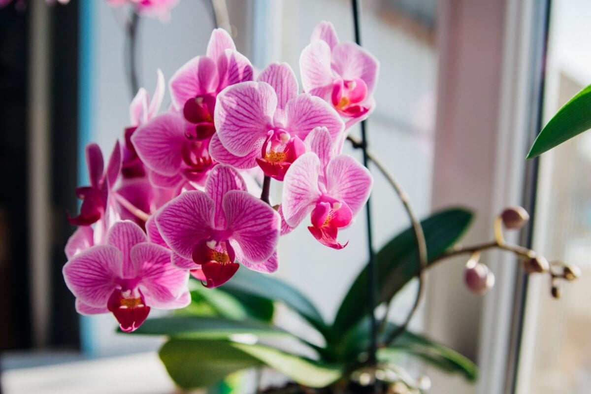 Wie kann man eine Orchidee retten? Gießen Sie diese Mischung in den Topf. Die Pflanze wird wiederbelebt und blüht mit neuen Blüten.