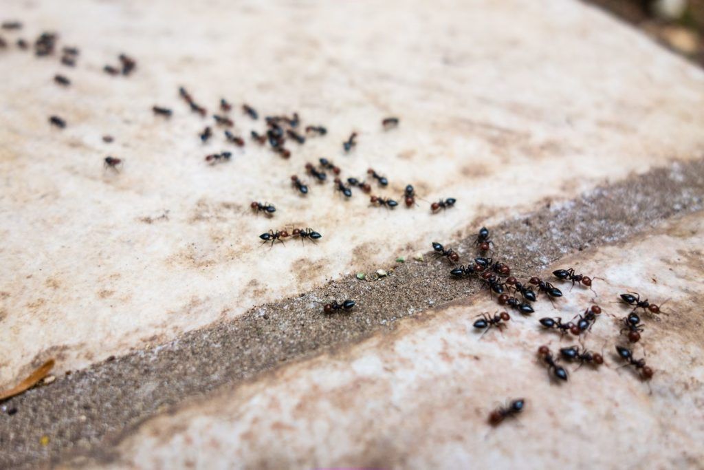 Keine Fallen, keine Insektizide: ein einfacher Profi-Trick, um fliegende Ameisen aus Ihrem Zuhause zu vertreiben