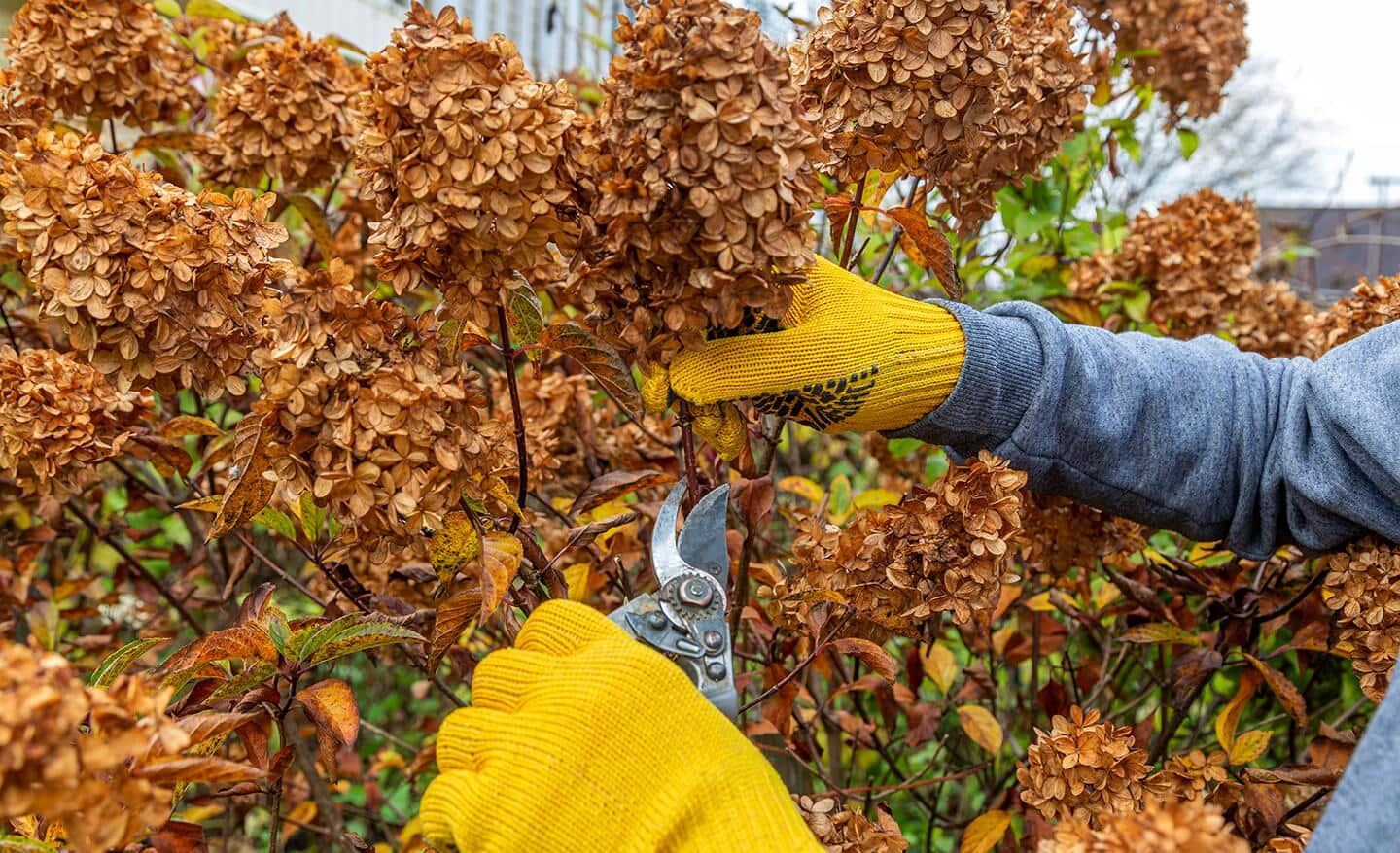 Ist Ihr Garten bereit für den Winter? Hier sind die wichtigsten Arbeiten im Oktober und November