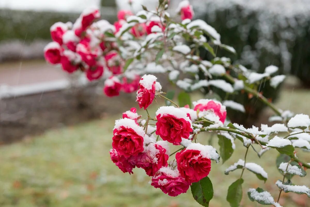 Das Schlimmste, was man mit Rosen vor dem Winter machen kann. Dieser Vorgang ist verboten