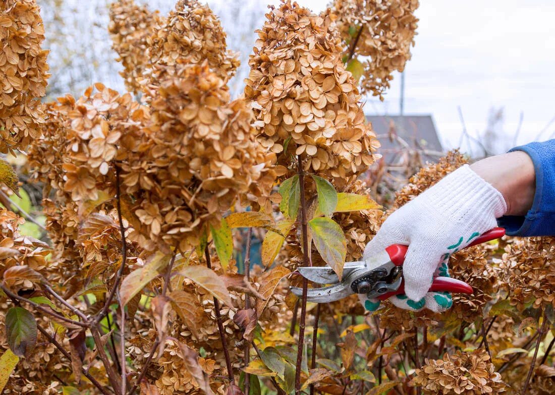 Ist Ihr Garten bereit für den Winter? Hier sind die wichtigsten Arbeiten im Oktober und November