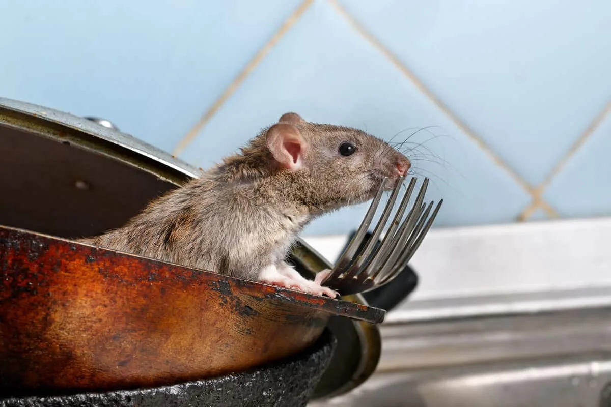 6 natürliche Methoden, um Mäuse in Ihrem Haus für immer loszuwerden