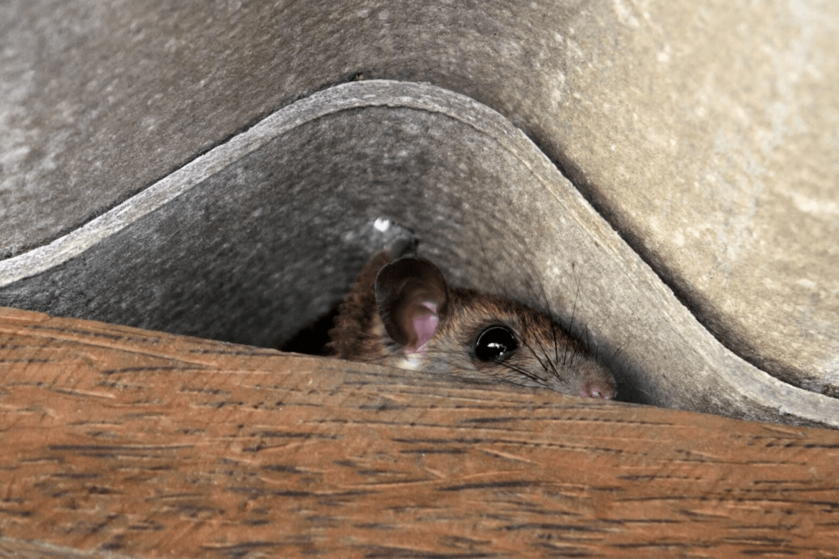 6 natürliche Methoden, um Mäuse in Ihrem Haus für immer loszuwerden