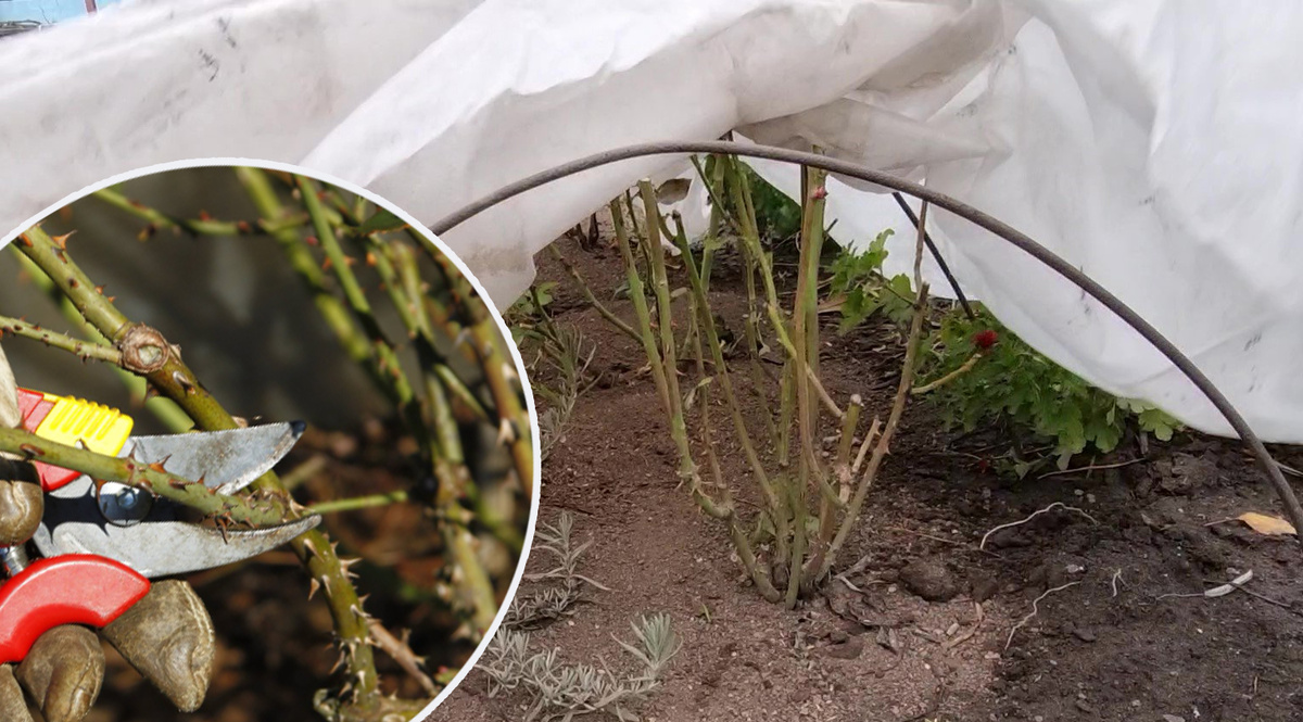 Das Schlimmste, was man mit Rosen vor dem Winter machen kann. Dieser Vorgang ist verboten