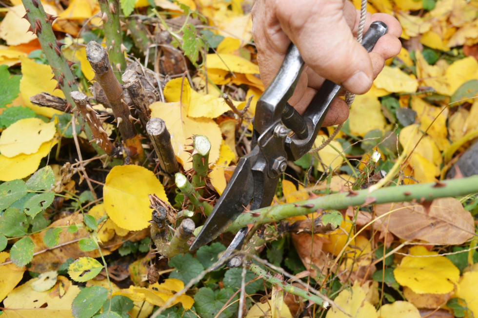 Das Schlimmste, was man mit Rosen vor dem Winter machen kann. Dieser Vorgang ist verboten