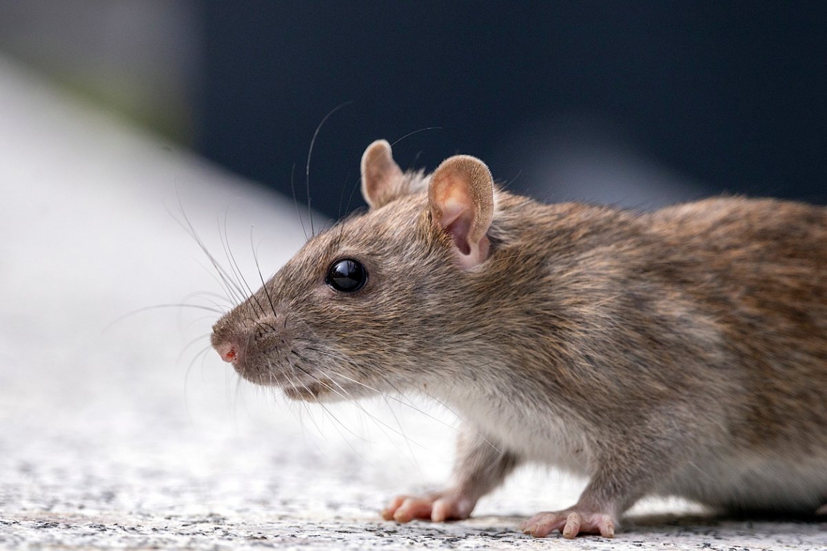 Fettflecken an der Wand sollten Anlass zur Sorge geben. Ratten im Haus sind dabei noch das geringste Übel.