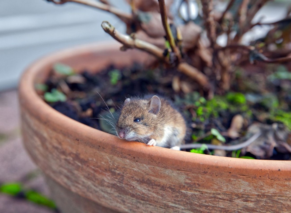 Bereiten Sie sich vor, bevor die Ratten in Ihr Haus eindringen. Es reicht aus, an mehreren Stellen