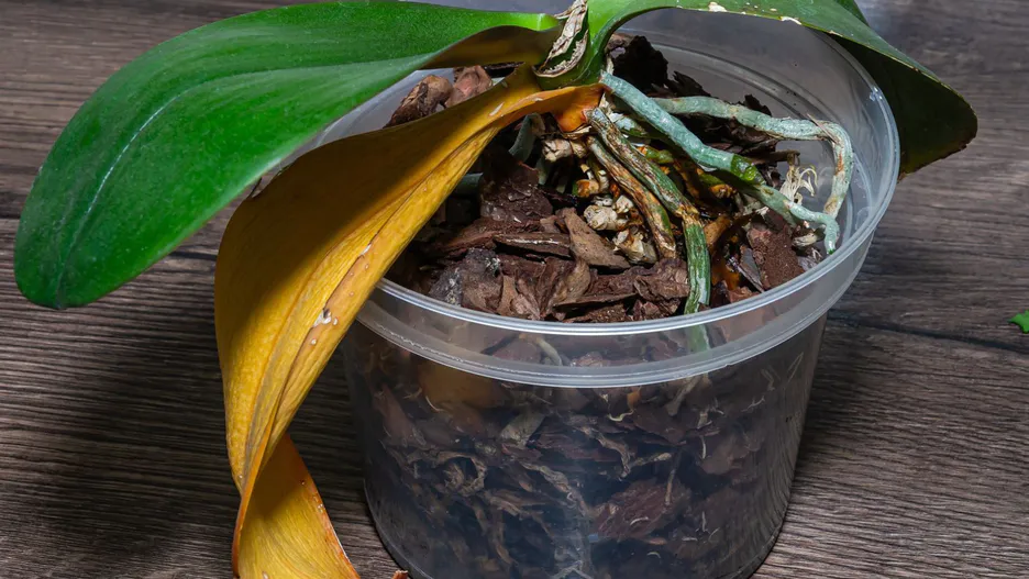 Wie kann man eine Orchidee retten? Gießen Sie diese Mischung in den Topf. Die Pflanze wird wiederbelebt und blüht mit neuen Blüten.