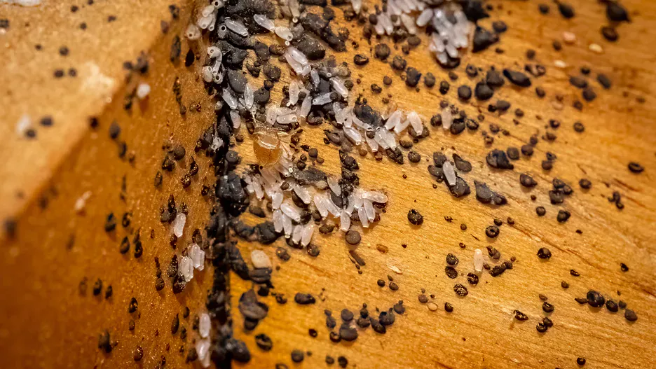 Spüren Sie diesen Geruch in Ihrem Haus? Das ist ein Zeichen dafür, dass es bereits Tausende von Wanzen gibt.