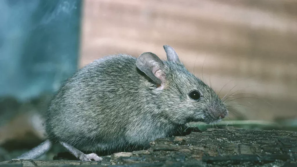 Ein natürliches Mittel gegen Mäuse und Ratten. Dieses Gewürz aus der Küche reicht aus