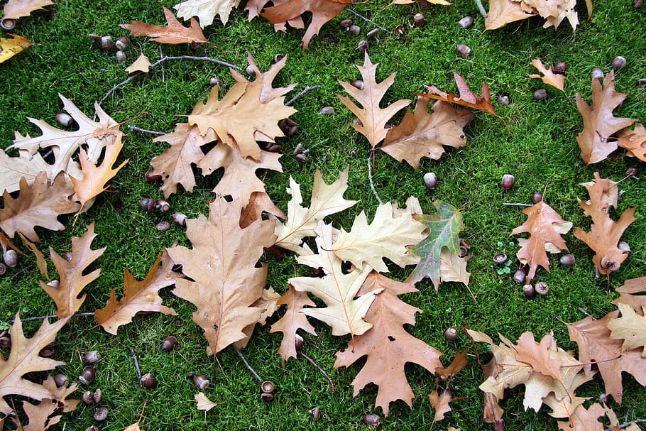Fallene Blätter sollten diesen Herbst auf keinen Fall weggeworfen werden
