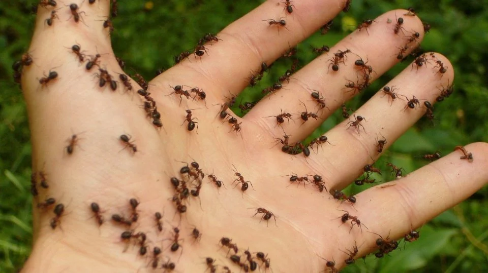 Keine Fallen, keine Insektizide: ein einfacher Profi-Trick, um fliegende Ameisen aus Ihrem Zuhause zu vertreiben