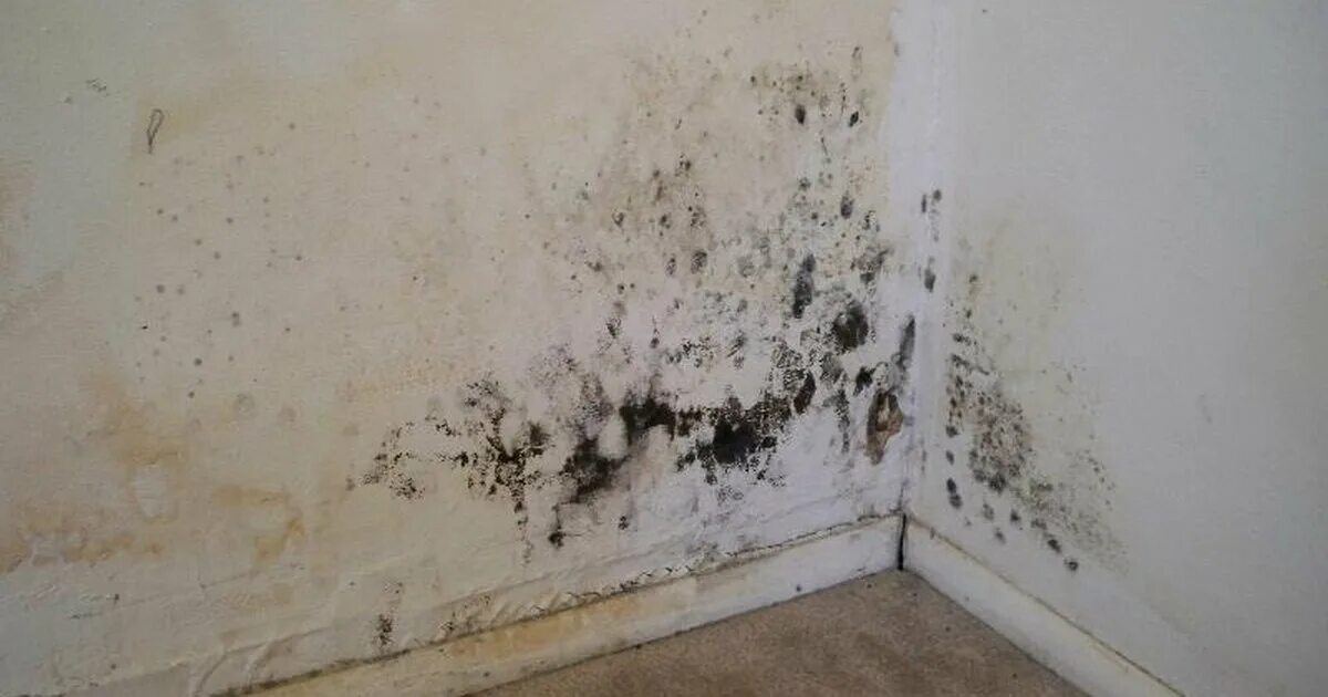 Weder Bleichmittel noch Ammoniak: ein einfacher Haushaltrick, den Maler empfehlen, um Feuchtigkeit von Wänden zu entfernen