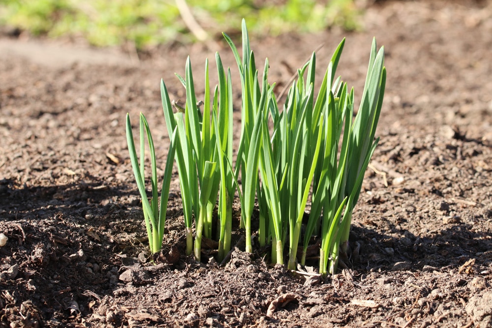 Pflanzen von Winterknoblauch