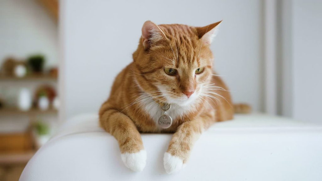 Ich quäle mich nicht mehr mit dem stechenden Geruch von Katzenurin im Haus: Die Putzfrau hat mir gezeigt, wie man ihn in 7 Minuten loswird
