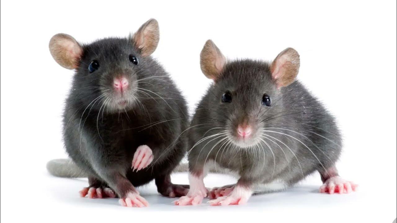 Fettflecken an der Wand sollten Anlass zur Sorge geben. Ratten im Haus sind dabei noch das geringste Übel.