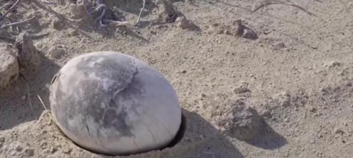 In Argentinien wurde ein fast unbeschädigtes Dinosaurierei gefunden: Es könnte einen sich entwickelnden Embryo eines fleischfressenden Dinosauriers enthalten