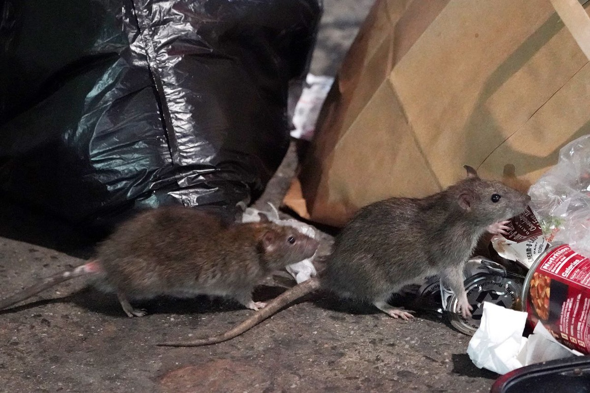 Wissenschaftler haben beschrieben, wie Ratten in New York ein Kommunikationssystem entwickelt haben.