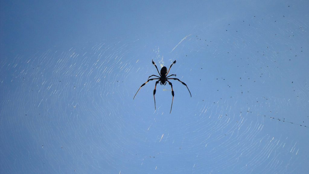 Spinnen, Käfer und andere: Wie Sie Ihr Zuhause vor diesen ungebetenen Gästen des Herbstes schützen können