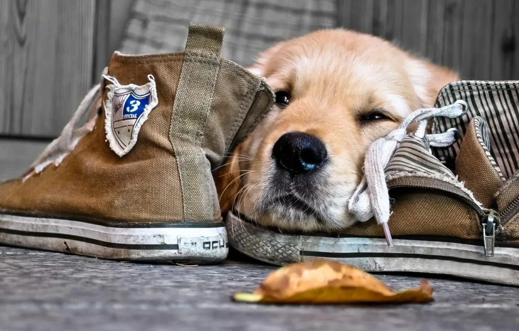 Warum schläft Ihr Hund auf Ihren Schuhen? Die Wahrheit könnte Sie überraschen
