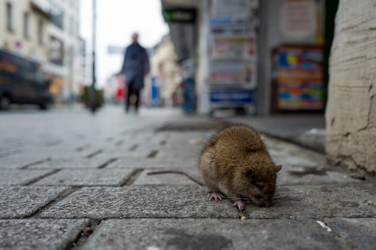 Wissenschaftler haben beschrieben, wie Ratten in New York ein Kommunikationssystem entwickelt haben.